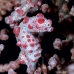 seahorse_pygmy_hr_si_v_0018_kom0335.jpg